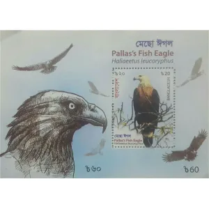 Pallash's Fish Eagle