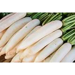 RADISH/ MULA
