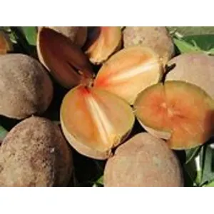 CHIKKU / SAPOTA  