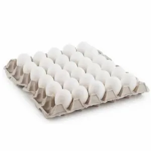 Egg - Nutritious & Delicious