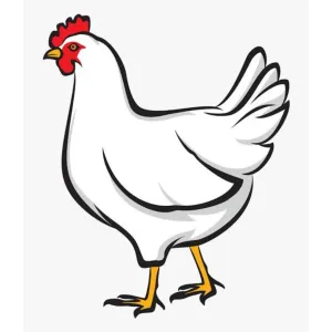 Broiler Chicken