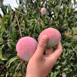 Alphonso Mangoes 3kg box
