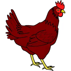 FRESH RAW CHICKEN/POULTRY