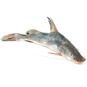 SINGHARA(সিঙ্গারা) (1Kg+Size)-Bengali Cut