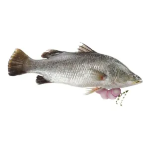 BHETKI (বেটকি)1Kg-1.5Kg SIZE(Bangali Cut)