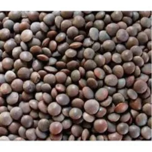 अख्खा मसूर Akkha Masur/ Masoor 1kg
