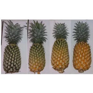 Queen pineapple