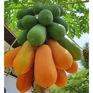 Papaya