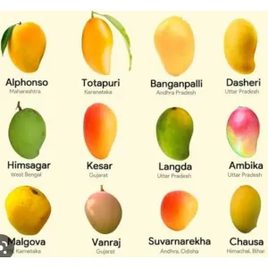 Mangoes