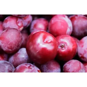 Indian plum