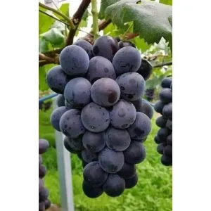 Black grapes banglore