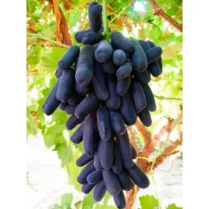 Black Grapes seedless
