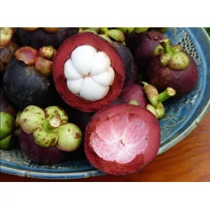 Mangosteen