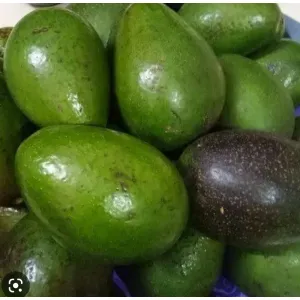 Avacado Indian