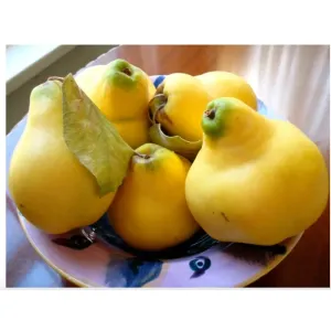 Quince fruit(safarjal)