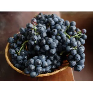 GRAPES BLACK  