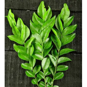 Curry leaves ଭେରସୁଆ ପତ୍ର 