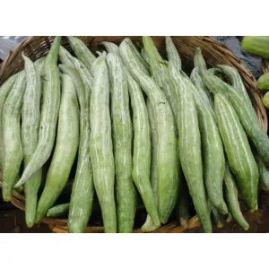 Snake gourd ଛଞ୍ଚିଣା 