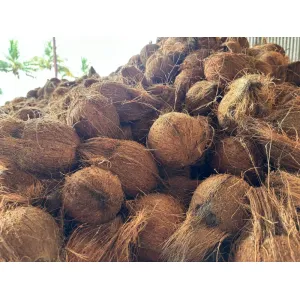  RETAIL MARKET Coconut 
