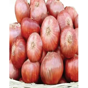 Fresh Onion (Pyaj)🧅