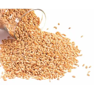 Sharbati Gehu | Sharbati Wheat | Sharbati Godhumalu