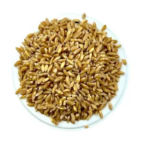 Bansi Gehu | Bansi Wheat | Bansi Godhumalu | Gehu | Godhumalu