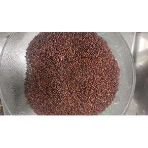 Ragi