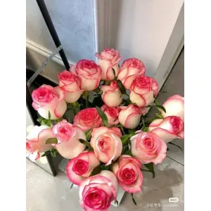 ব্যাঙ্গালোর গোলাপ