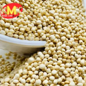 JOWAR- జొన్నలు