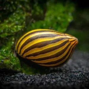 Snail