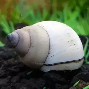 Snail