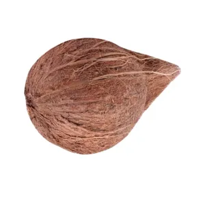 Coconut (Kobbari Kaaya)