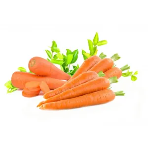 Carrot 