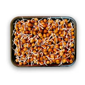 Harbara sprouts