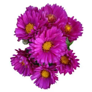 Purple sevanthi