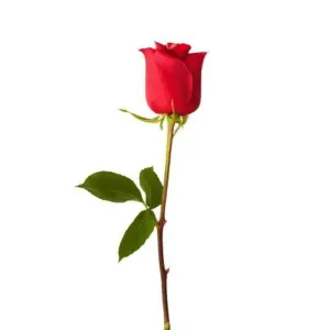 Rose 1 pc
