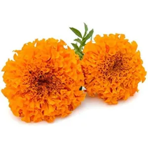 Marigold Flower- orange