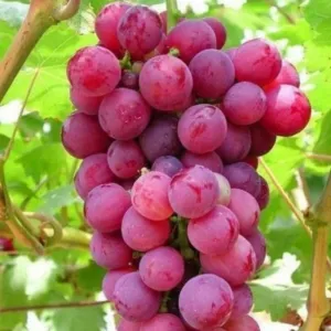 Red grapes 