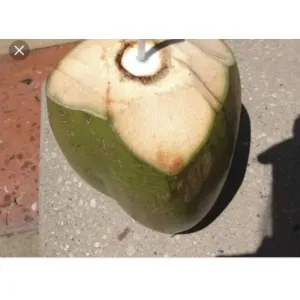 Coconut 