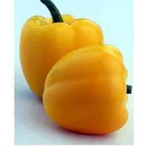 Capcicum yellow