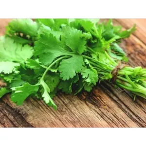 Coriander