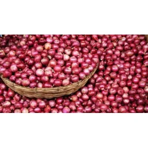 পিঁয়াজ 