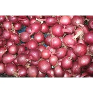 পিঁয়াজ 