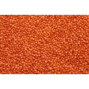 গোটা মুশুর ডাল