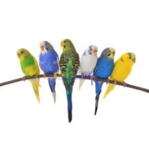 🐦Birds 🐦