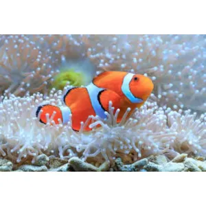 🐠 Fish 🐠