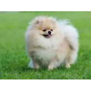 Dog Accessories