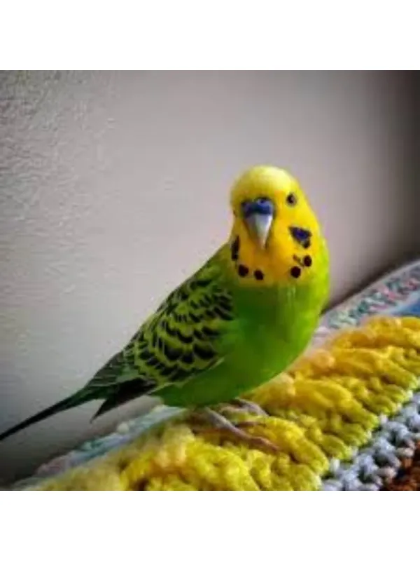 Love Birds ( Budiges) 