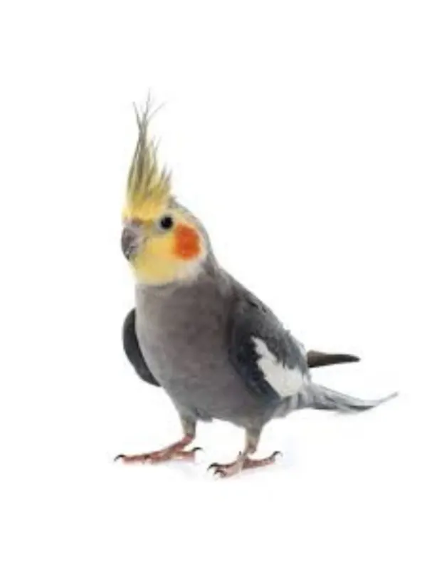 Cockatiel Bird