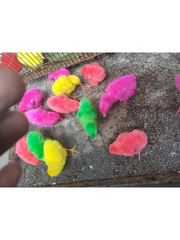 Colour chicken chicks (colour koli)
